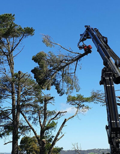 Cranesaw removing pine tree top