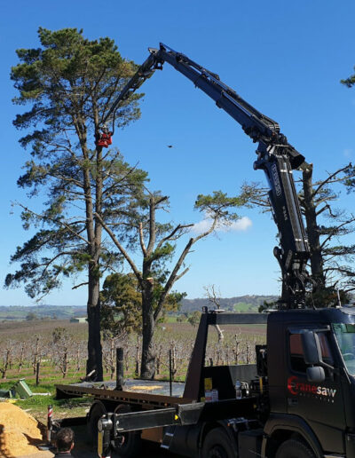 Cranesaw trimming pines on rural property