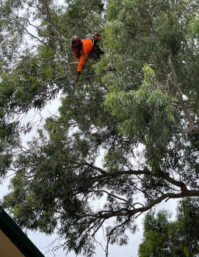 Arborist Hanging In Tree