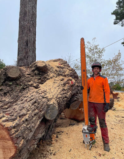Big Tree Removal with Massive Chainsaw