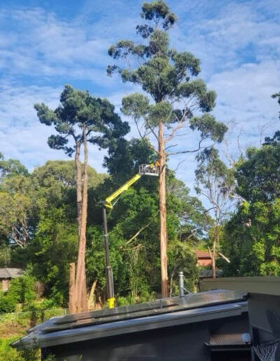 Tall Tree Lopping