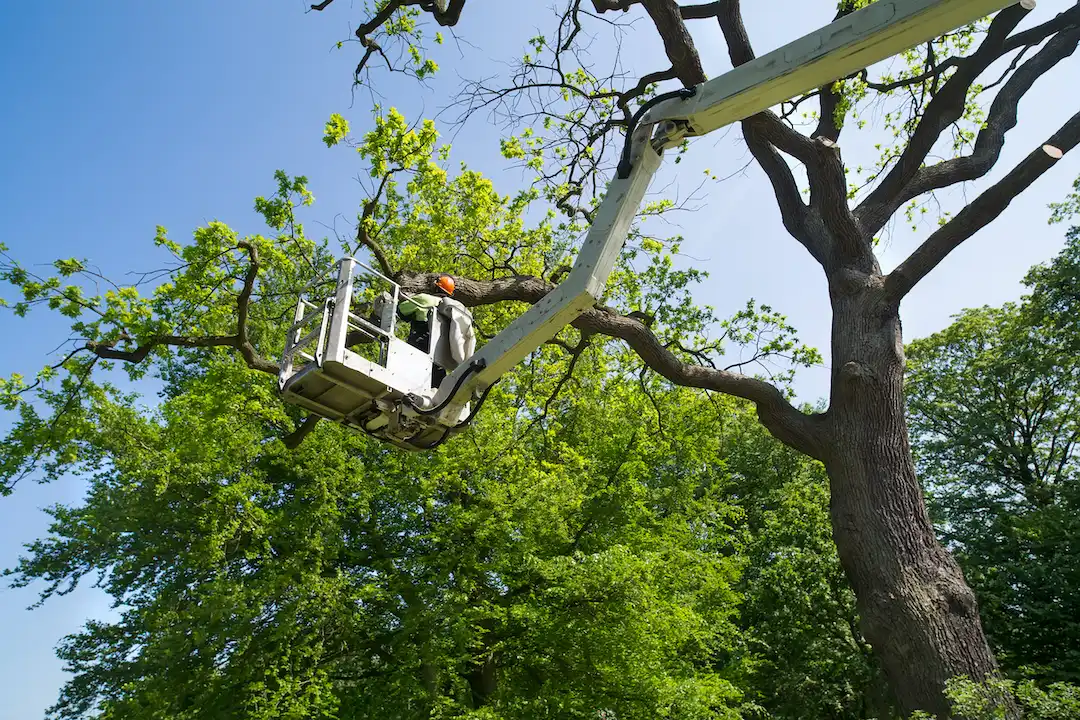 Tree Pruning Adelaide Hills