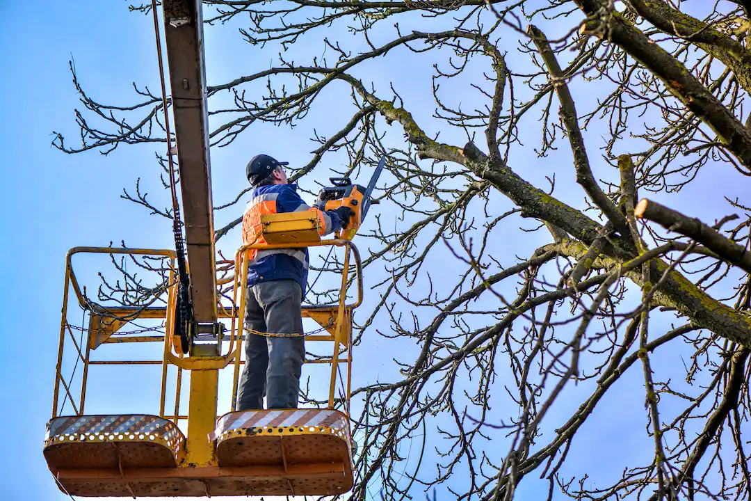 Tree Pruning Adelaide Hills