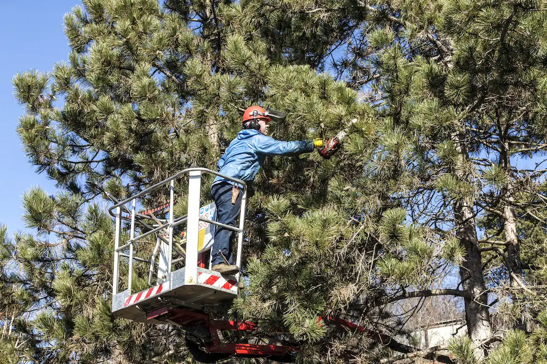 Tree Pruning Adelaide Hills