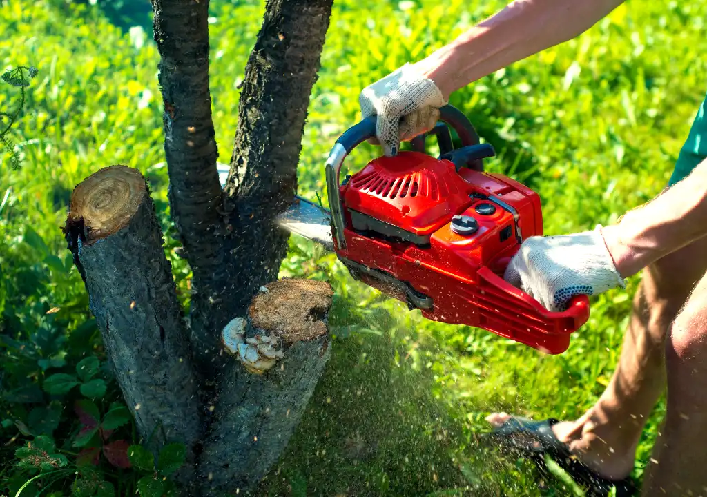 Tree Removal Burnside