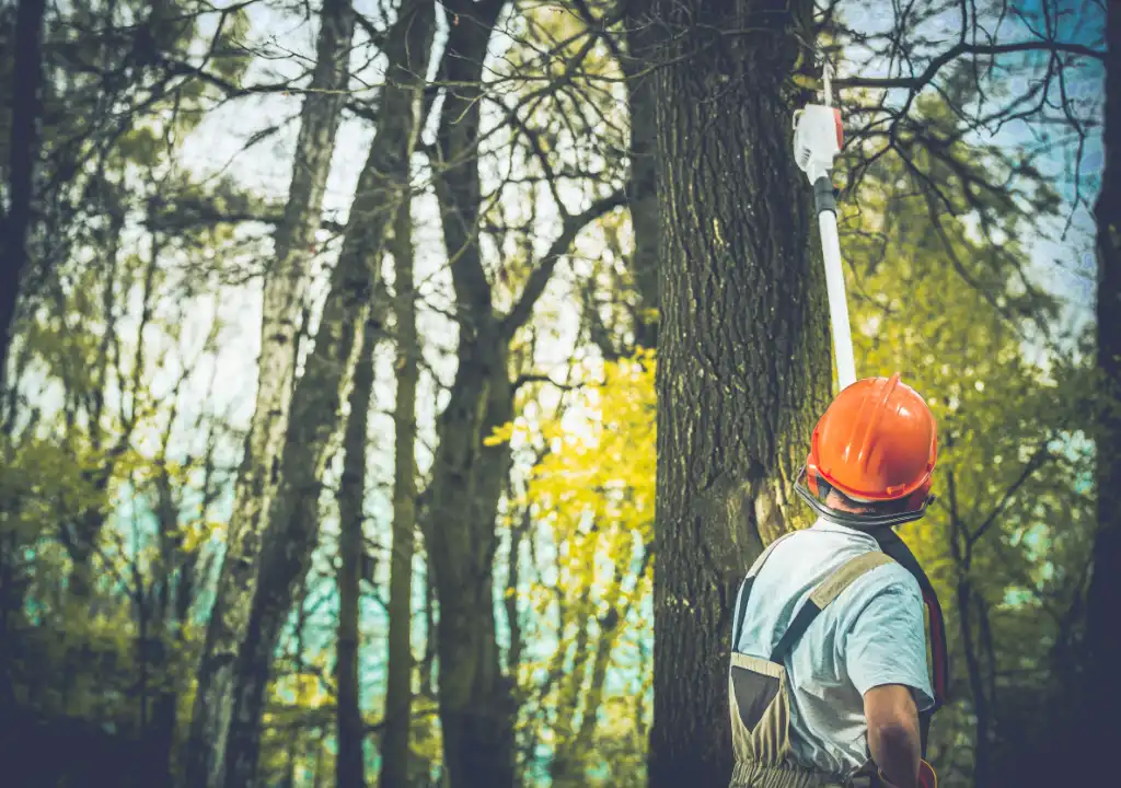 Tree Removal Burnside