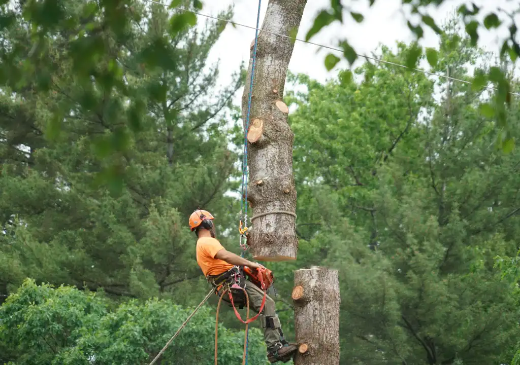 Tree Removal Burnside