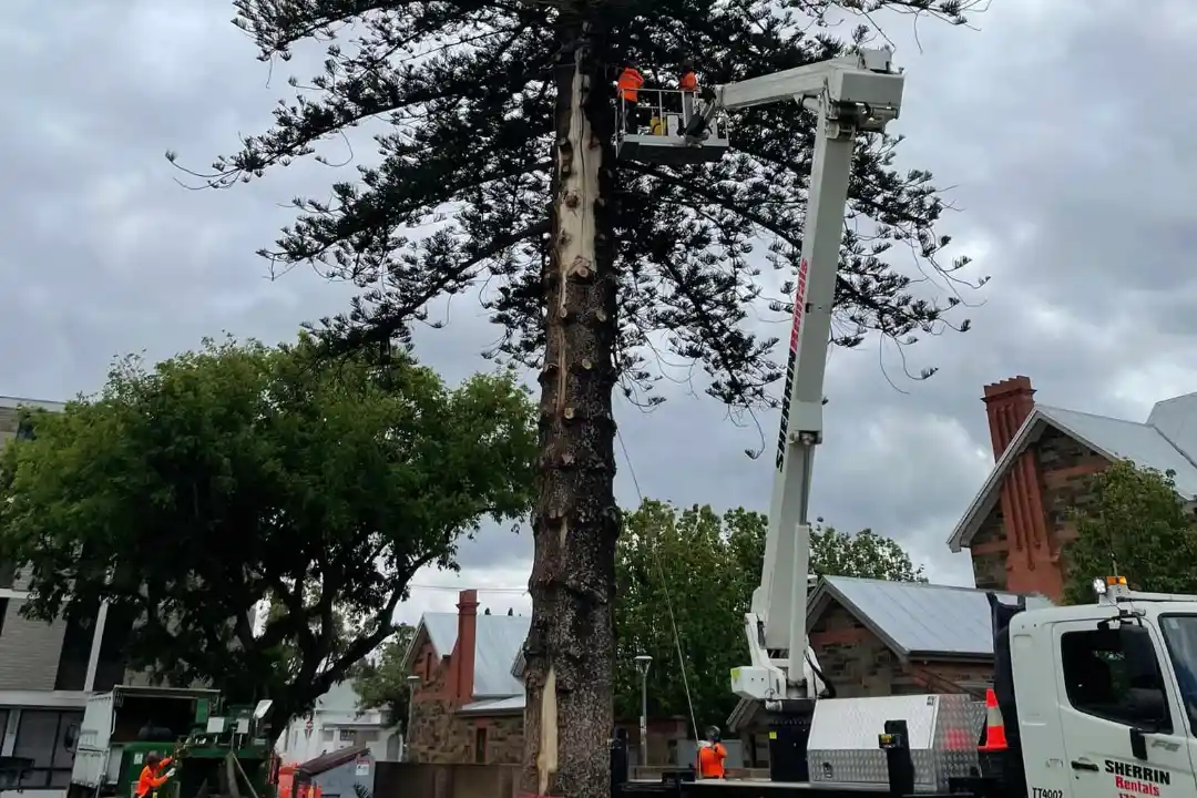 Tree Pruning Adelaide