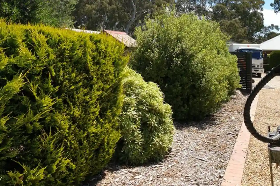 Tree Pruning Adelaide