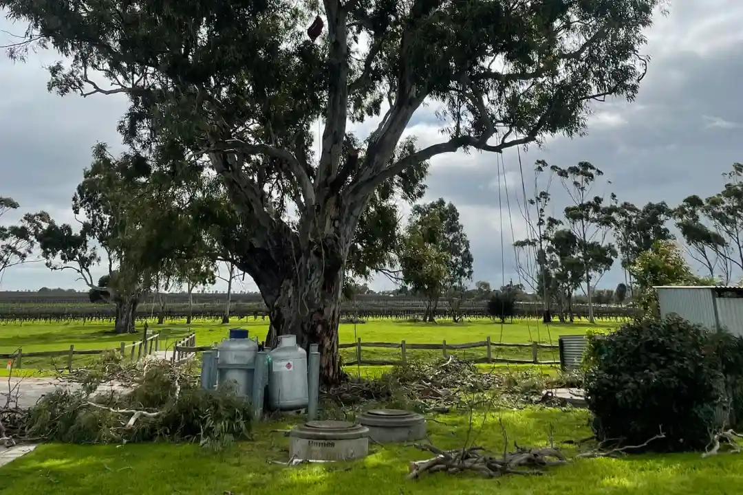 Tree Pruning Adelaide