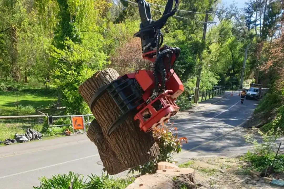 Tree Removal Adelaide