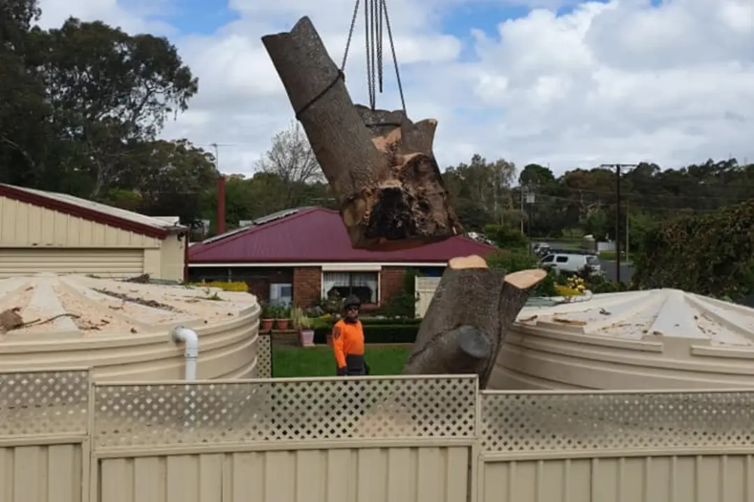 Tree Removal Adelaide