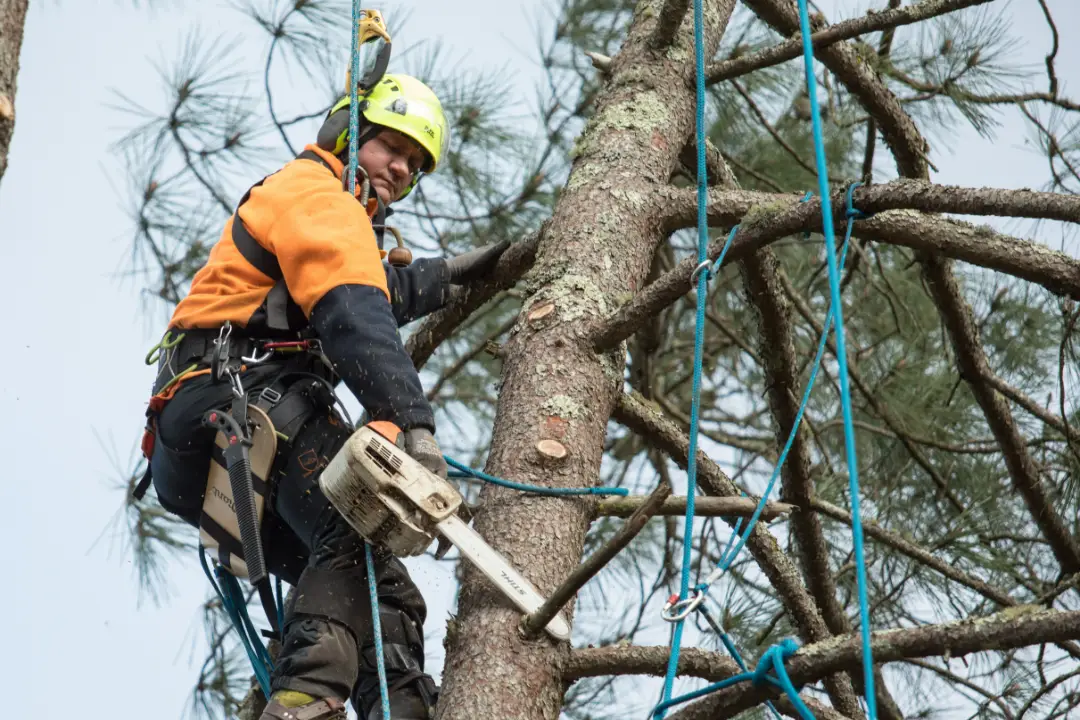 Tree Removal Stirling