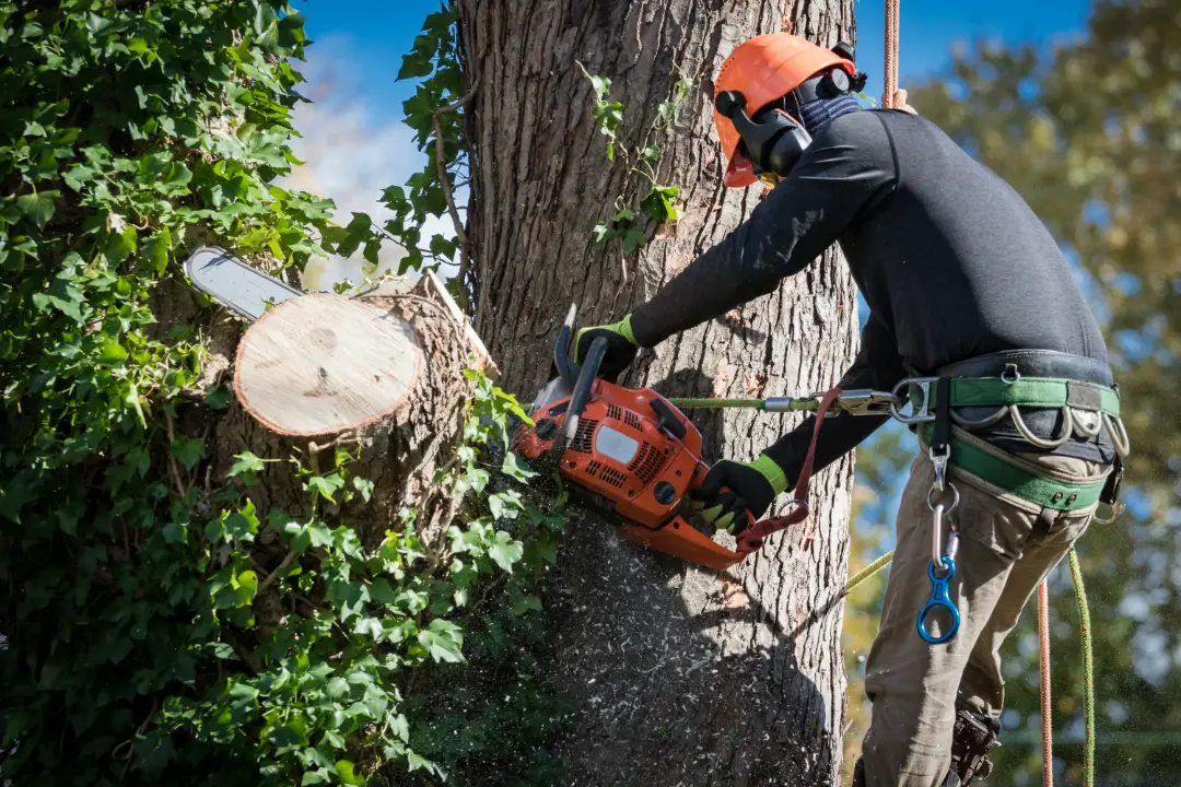 Tree Removal Stirling