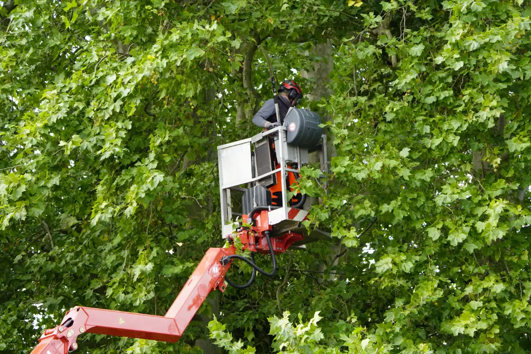 Tree Removal Unley