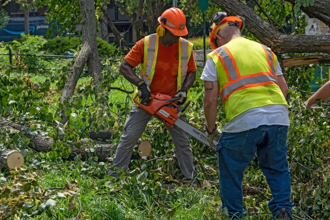 Tree Removal Unley