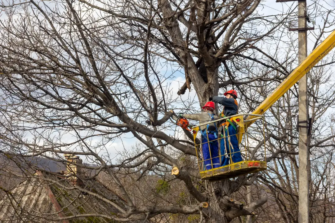 Tree Removal Unley