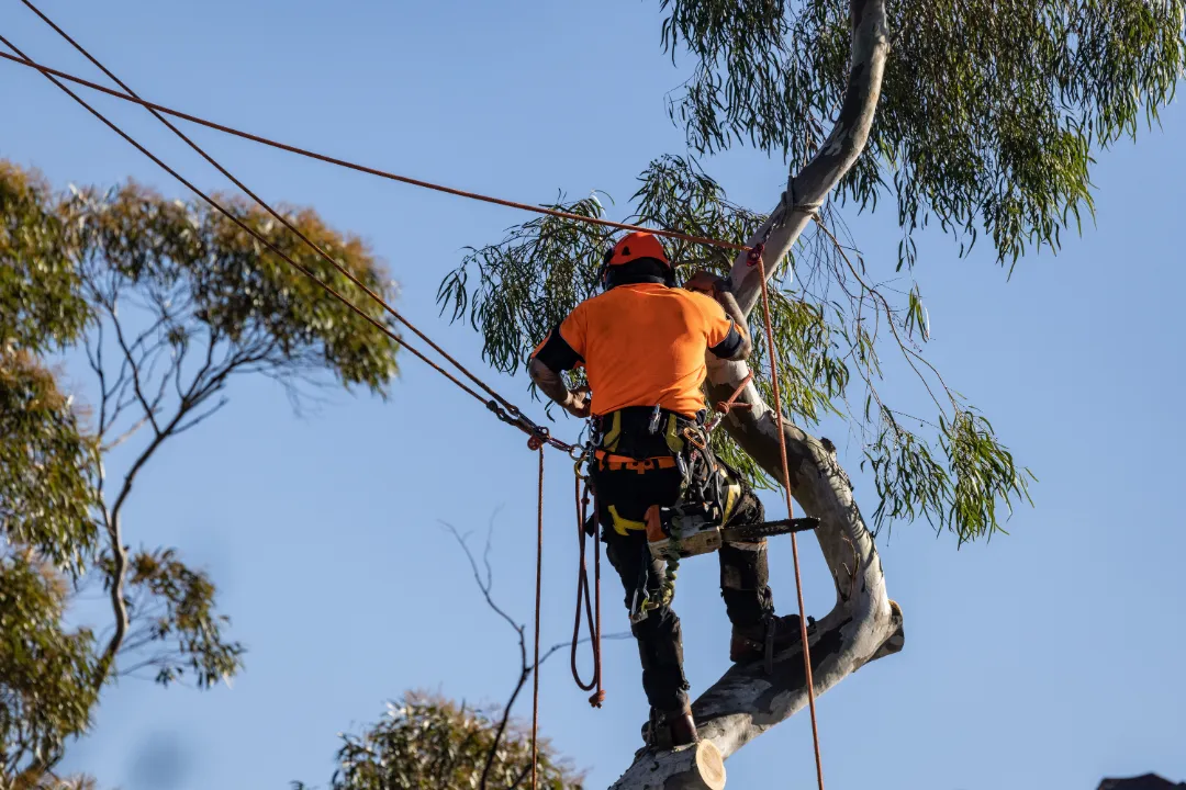 Tree Lopping Adelaide Hills