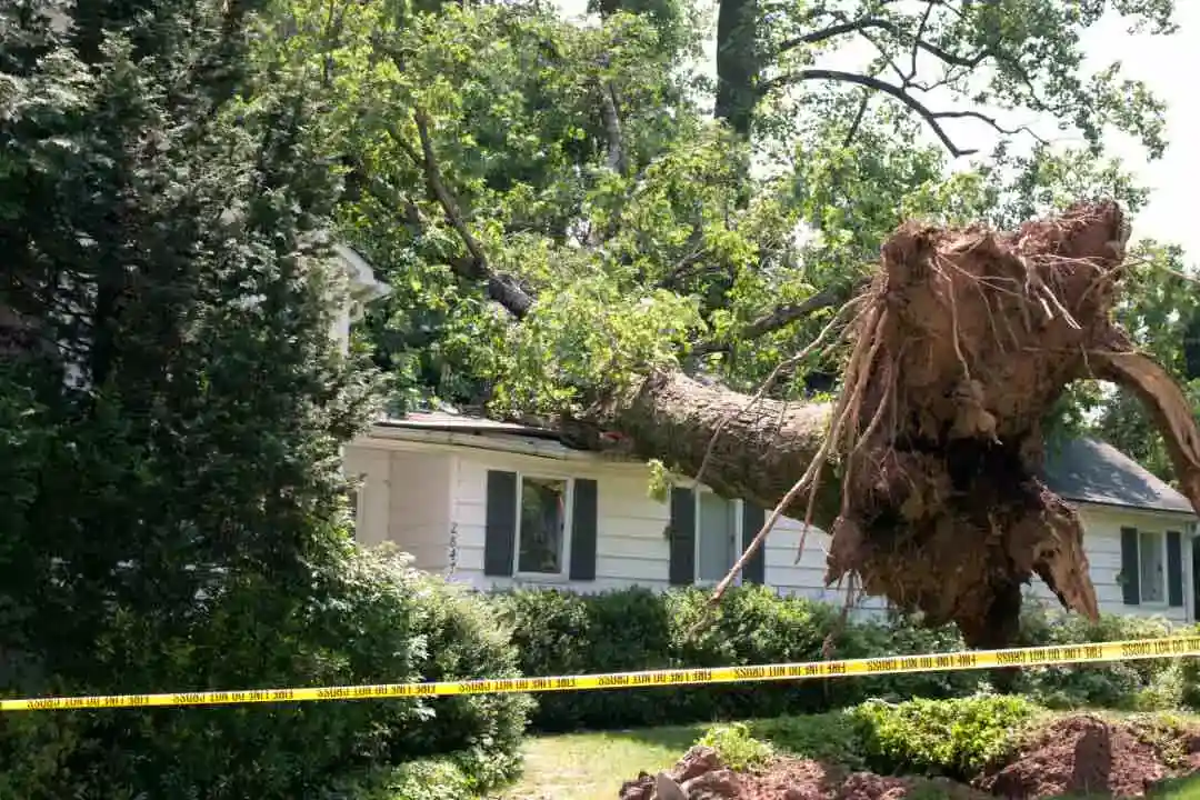 Tree Removal Blackwood