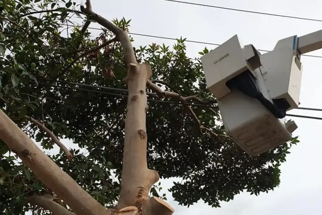 Tree-Pruning-Mitcham