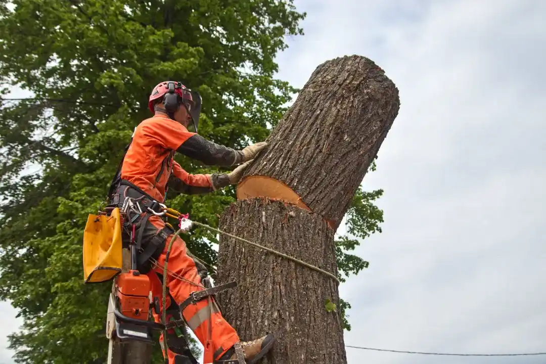 Tree-Pruning-Mitcham