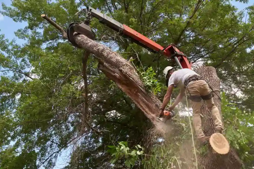 Tree Removal Mitcham