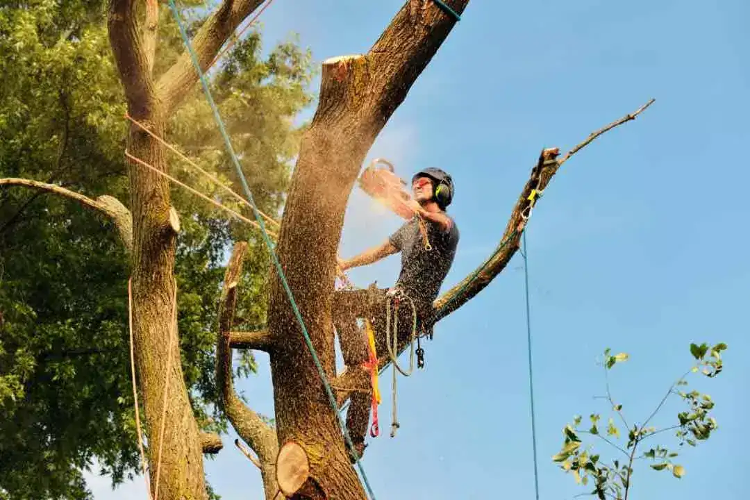 Tree Removal Mitcham