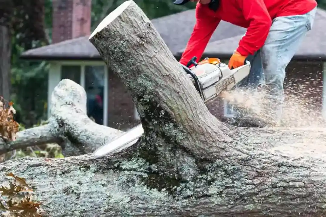 Tree Removal Mitcham