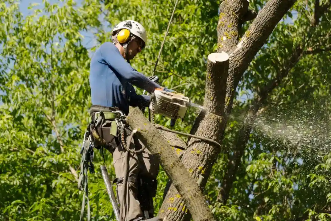 Tree Removal Kensington