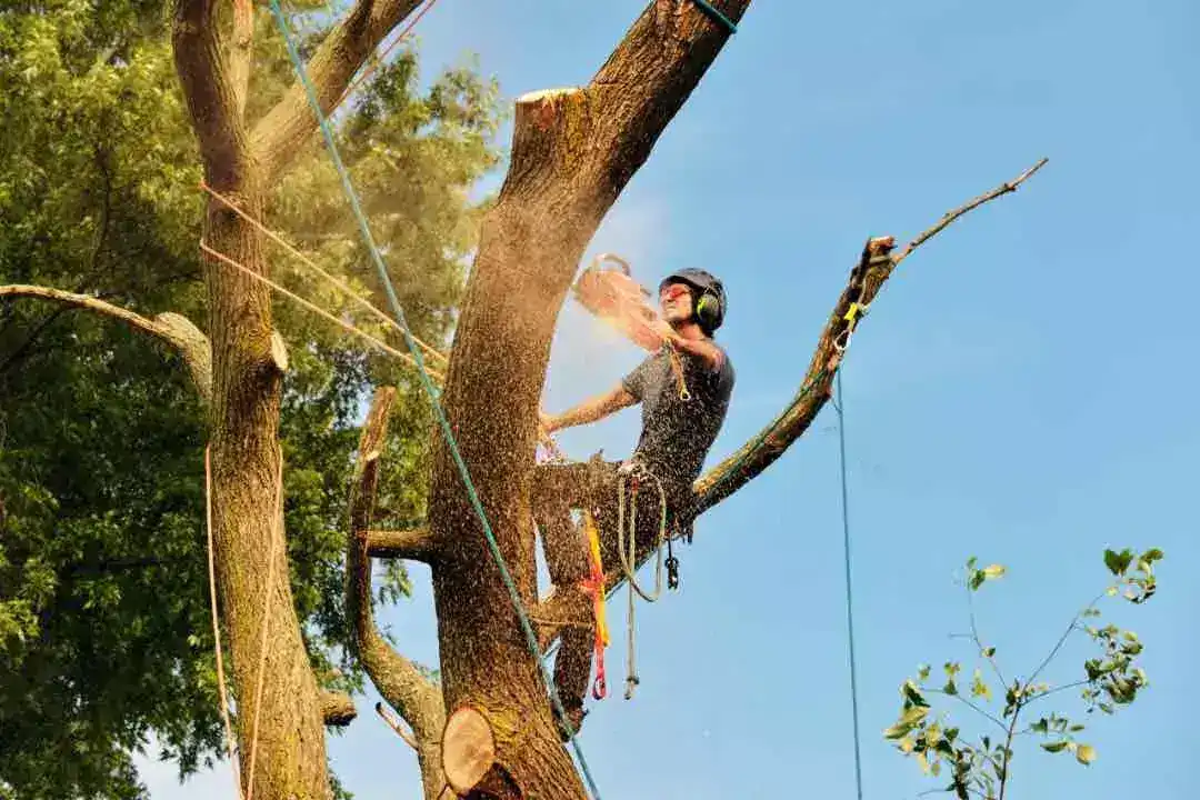 Tree Removal Aberfoyle Park