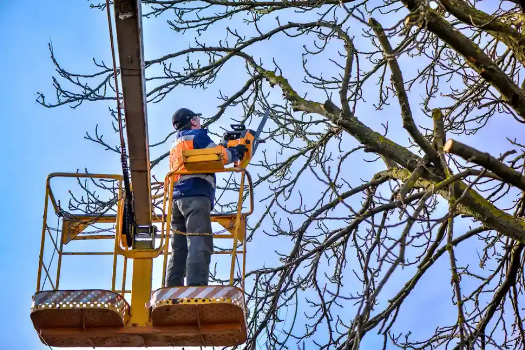 Tree Removal Aberfoyle Park