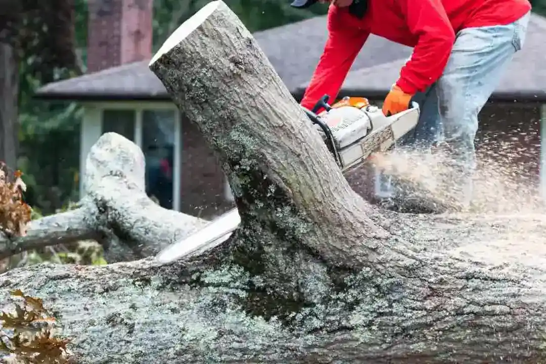 Tree Removal Flagstaff Hill