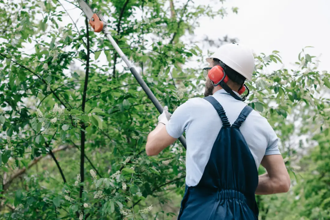 Tree Removal St Peters 