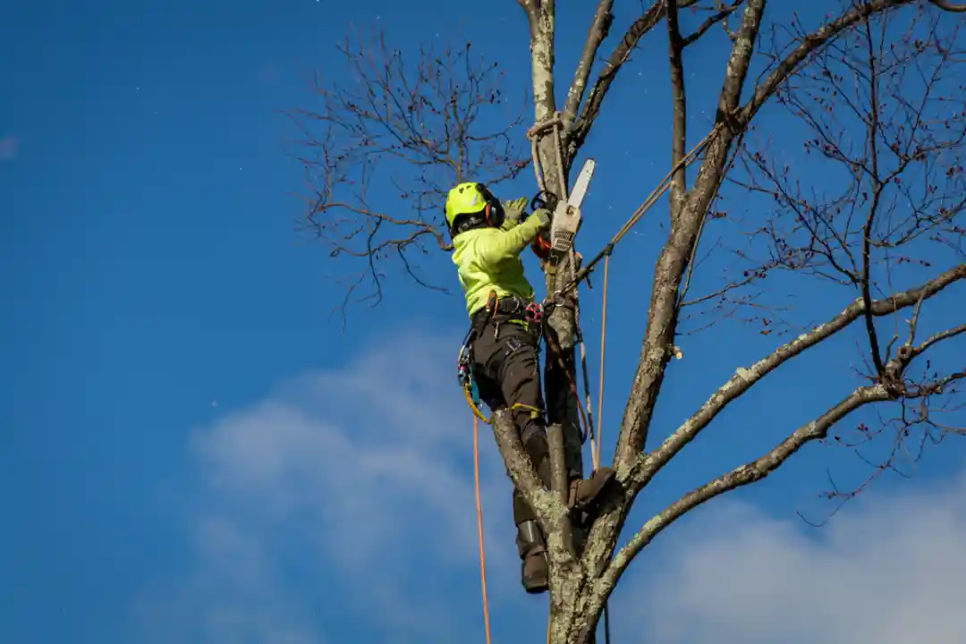 Tree Removal St Peters 