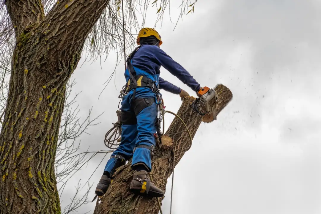 Tree Removal St Peters 