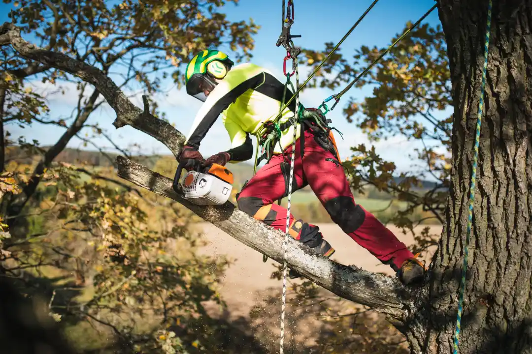 Arborist Report Adelaide