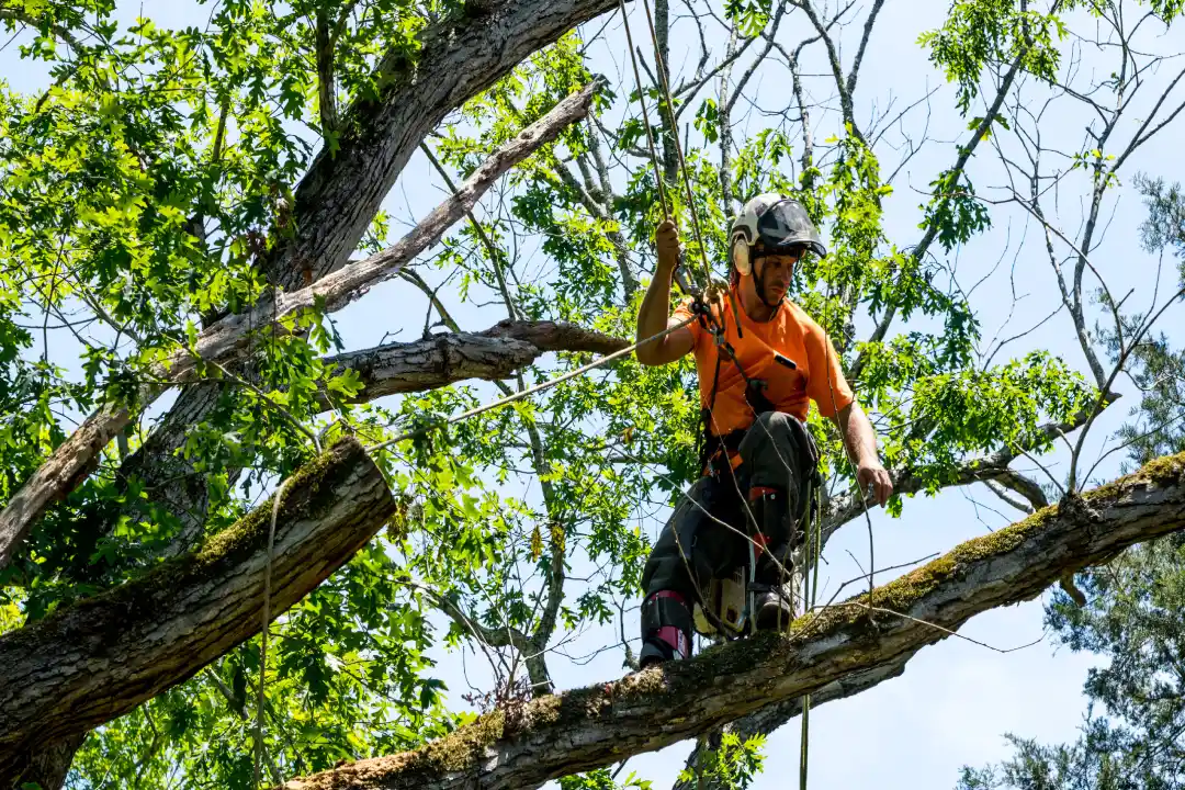 Arborist Report Adelaide