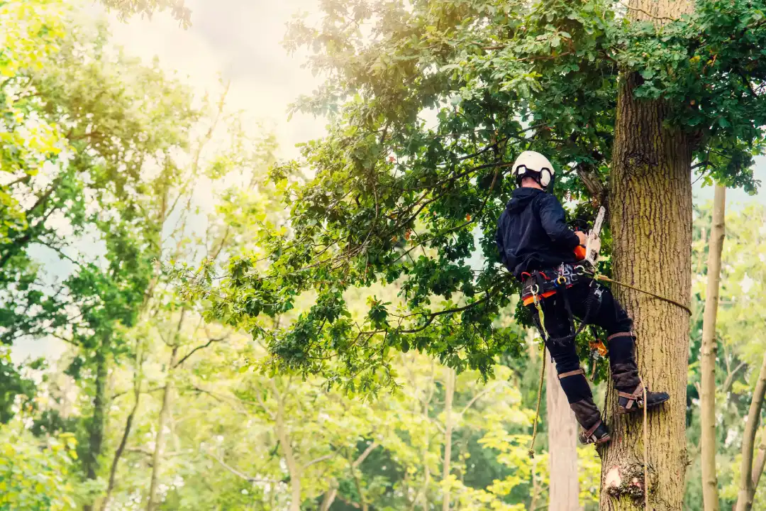 Arborist Report Adelaide