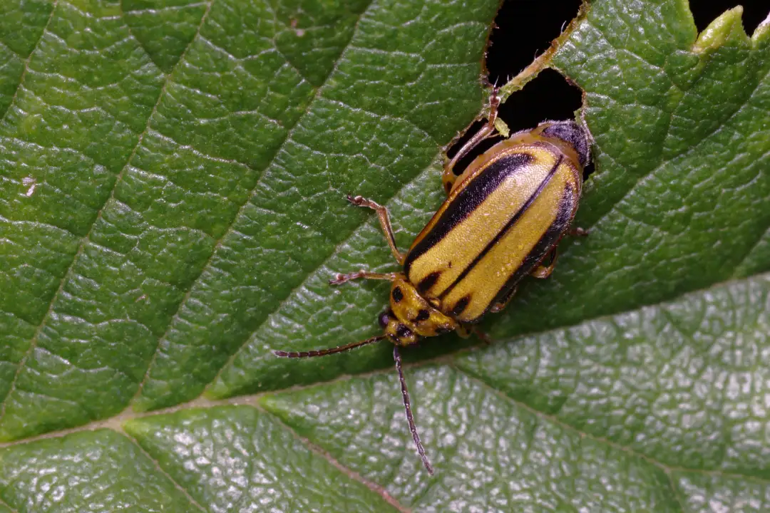 Elm Leaf Beetle Treatment Adelaide