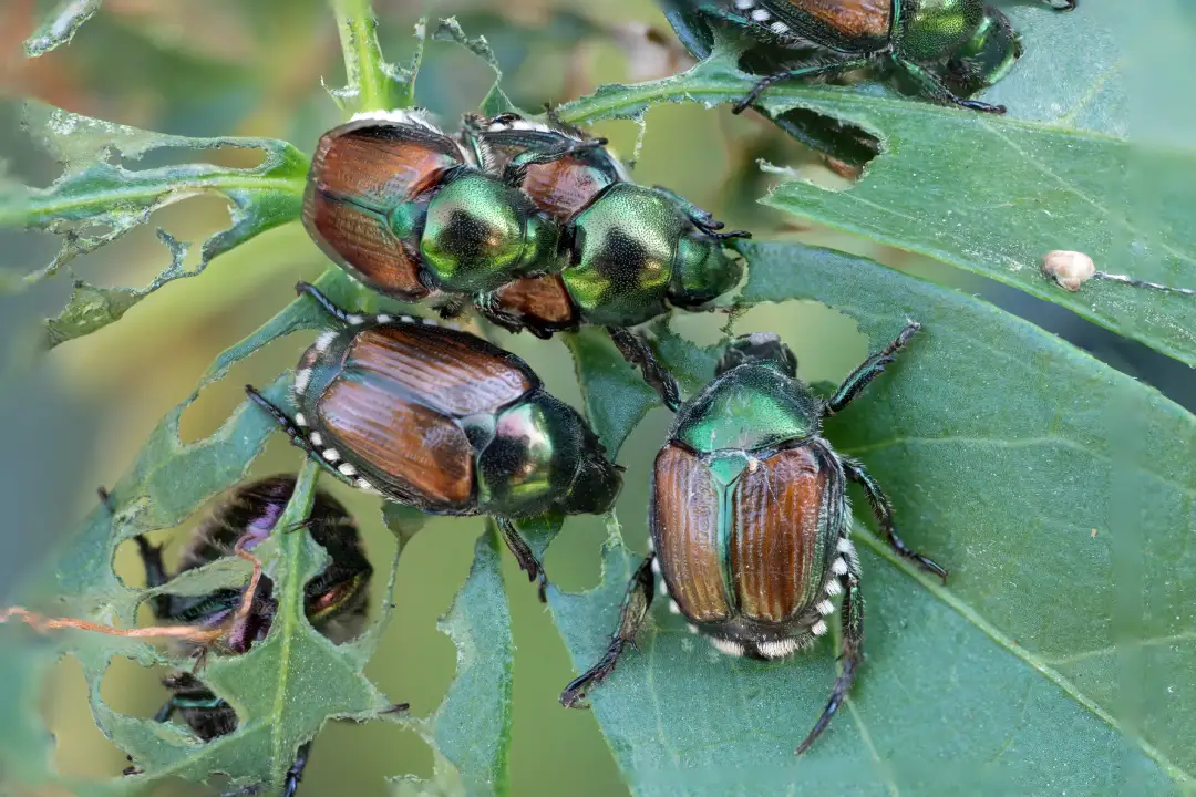 Elm Leaf Beetle Treatment Adelaide