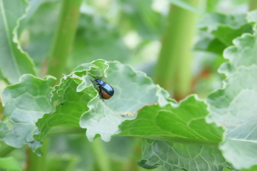 Elm Leaf Beetle Treatment Adelaide