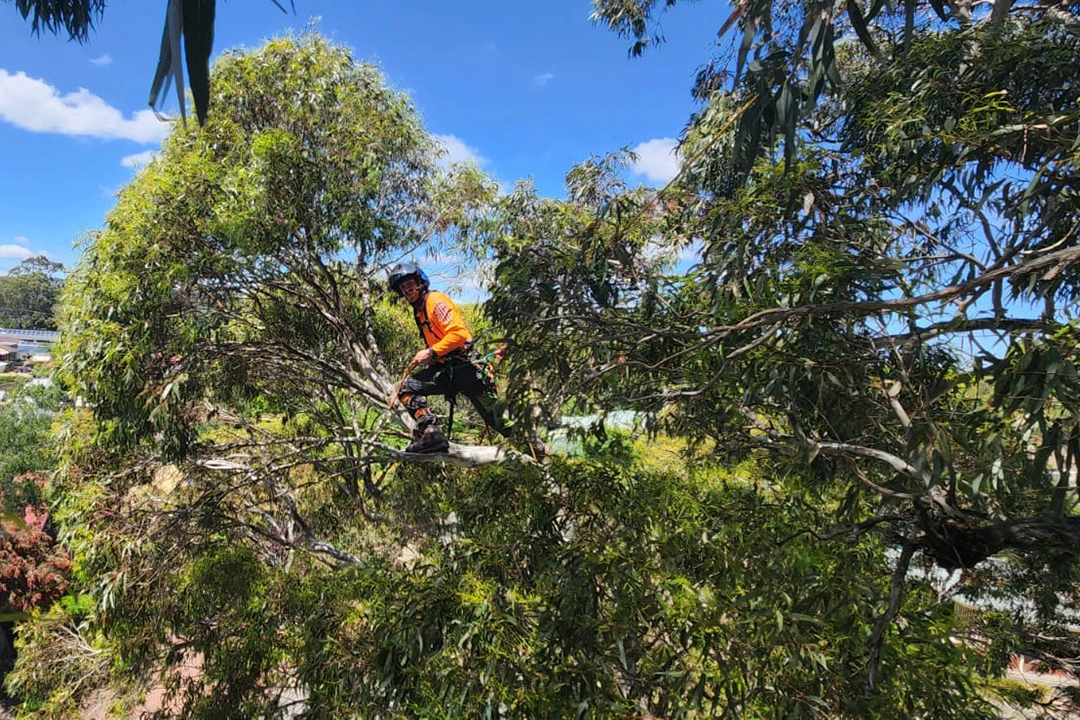 Tree Removal Burnside